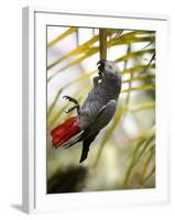 This African Grey Parrot is known as the Papa Gaio Do Principé-Camilla Watson-Framed Photographic Print