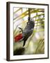 This African Grey Parrot is known as the Papa Gaio Do Principé-Camilla Watson-Framed Photographic Print