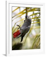 This African Grey Parrot is known as the Papa Gaio Do Principé-Camilla Watson-Framed Photographic Print