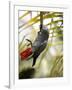 This African Grey Parrot is known as the Papa Gaio Do Principé-Camilla Watson-Framed Photographic Print