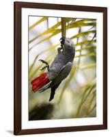 This African Grey Parrot is known as the Papa Gaio Do Principé-Camilla Watson-Framed Photographic Print