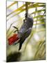 This African Grey Parrot is known as the Papa Gaio Do Principé-Camilla Watson-Mounted Photographic Print