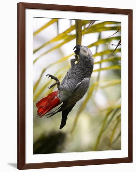 This African Grey Parrot is known as the Papa Gaio Do Principé-Camilla Watson-Framed Photographic Print