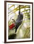 This African Grey Parrot is known as the Papa Gaio Do Principé-Camilla Watson-Framed Photographic Print