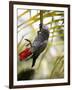 This African Grey Parrot is known as the Papa Gaio Do Principé-Camilla Watson-Framed Photographic Print