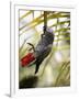 This African Grey Parrot is known as the Papa Gaio Do Principé-Camilla Watson-Framed Photographic Print