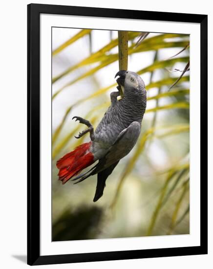 This African Grey Parrot is known as the Papa Gaio Do Principé-Camilla Watson-Framed Photographic Print