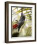 This African Grey Parrot is known as the Papa Gaio Do Principé-Camilla Watson-Framed Photographic Print