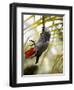 This African Grey Parrot is known as the Papa Gaio Do Principé-Camilla Watson-Framed Photographic Print