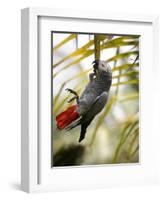 This African Grey Parrot is known as the Papa Gaio Do Principé-Camilla Watson-Framed Photographic Print