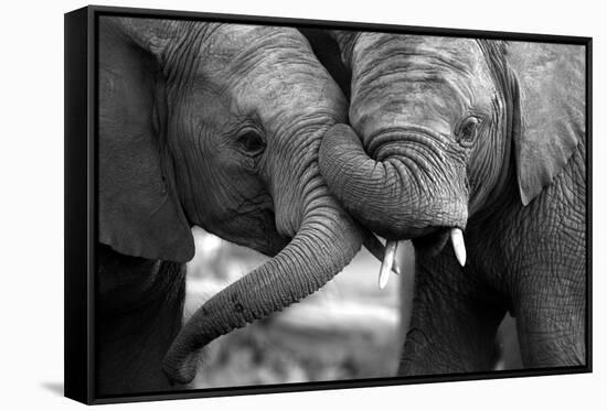 This Amazing Black and White Photo of Two Elephants Interacting Was Taken on Safari in Africa.-JONATHAN PLEDGER-Framed Stretched Canvas