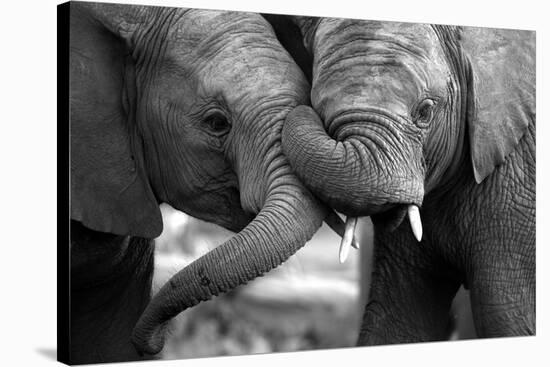 This Amazing Black and White Photo of Two Elephants Interacting Was Taken on Safari in Africa.-JONATHAN PLEDGER-Stretched Canvas