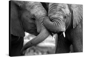 This Amazing Black and White Photo of Two Elephants Interacting Was Taken on Safari in Africa.-JONATHAN PLEDGER-Stretched Canvas