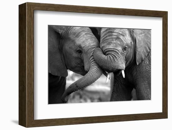 This Amazing Black and White Photo of Two Elephants Interacting Was Taken on Safari in Africa.-JONATHAN PLEDGER-Framed Photographic Print