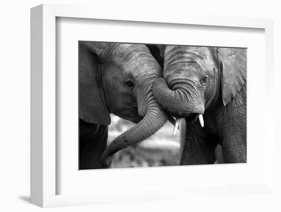 This Amazing Black and White Photo of Two Elephants Interacting Was Taken on Safari in Africa.-JONATHAN PLEDGER-Framed Photographic Print