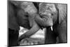 This Amazing Black and White Photo of Two Elephants Interacting Was Taken on Safari in Africa.-JONATHAN PLEDGER-Mounted Photographic Print