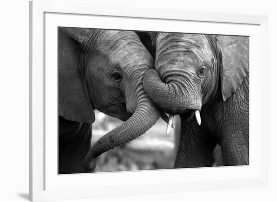 This Amazing Black and White Photo of Two Elephants Interacting Was Taken on Safari in Africa.-JONATHAN PLEDGER-Framed Photographic Print