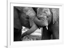 This Amazing Black and White Photo of Two Elephants Interacting Was Taken on Safari in Africa.-JONATHAN PLEDGER-Framed Photographic Print