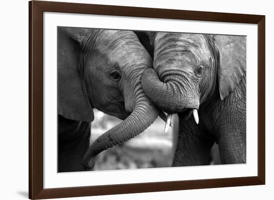 This Amazing Black and White Photo of Two Elephants Interacting Was Taken on Safari in Africa.-JONATHAN PLEDGER-Framed Photographic Print