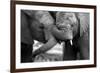 This Amazing Black and White Photo of Two Elephants Interacting Was Taken on Safari in Africa.-JONATHAN PLEDGER-Framed Photographic Print