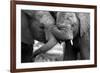 This Amazing Black and White Photo of Two Elephants Interacting Was Taken on Safari in Africa.-JONATHAN PLEDGER-Framed Photographic Print