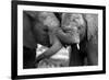 This Amazing Black and White Photo of Two Elephants Interacting Was Taken on Safari in Africa.-JONATHAN PLEDGER-Framed Photographic Print