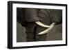 This Amazing Photo of Two Elephants Interacting Was Taken on Safari in Africa. the Black and White-JONATHAN PLEDGER-Framed Photographic Print