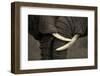 This Amazing Photo of Two Elephants Interacting Was Taken on Safari in Africa. the Black and White-JONATHAN PLEDGER-Framed Photographic Print