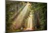 This Beam is Booming-Lars Van de Goor-Mounted Photographic Print