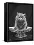 This Cute Little Blue Persian Kitten Sits Innocently in a Large China Dish-Thomas Fall-Framed Stretched Canvas