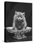 This Cute Little Blue Persian Kitten Sits Innocently in a Large China Dish-Thomas Fall-Stretched Canvas