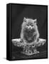 This Cute Little Blue Persian Kitten Sits Innocently in a Large China Dish-Thomas Fall-Framed Stretched Canvas