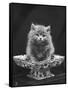 This Cute Little Blue Persian Kitten Sits Innocently in a Large China Dish-Thomas Fall-Framed Stretched Canvas