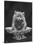 This Cute Little Blue Persian Kitten Sits Innocently in a Large China Dish-Thomas Fall-Stretched Canvas