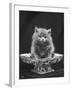 This Cute Little Blue Persian Kitten Sits Innocently in a Large China Dish-Thomas Fall-Framed Photographic Print