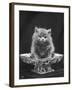 This Cute Little Blue Persian Kitten Sits Innocently in a Large China Dish-Thomas Fall-Framed Photographic Print