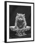 This Cute Little Blue Persian Kitten Sits Innocently in a Large China Dish-Thomas Fall-Framed Photographic Print