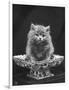 This Cute Little Blue Persian Kitten Sits Innocently in a Large China Dish-Thomas Fall-Framed Photographic Print