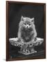 This Cute Little Blue Persian Kitten Sits Innocently in a Large China Dish-Thomas Fall-Framed Photographic Print