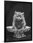 This Cute Little Blue Persian Kitten Sits Innocently in a Large China Dish-Thomas Fall-Framed Photographic Print