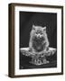 This Cute Little Blue Persian Kitten Sits Innocently in a Large China Dish-Thomas Fall-Framed Photographic Print