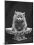 This Cute Little Blue Persian Kitten Sits Innocently in a Large China Dish-Thomas Fall-Mounted Photographic Print