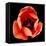 This Dordogne Tulip-Steve Gadomski-Framed Stretched Canvas