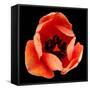 This Dordogne Tulip-Steve Gadomski-Framed Stretched Canvas