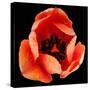 This Dordogne Tulip-Steve Gadomski-Stretched Canvas