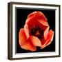 This Dordogne Tulip-Steve Gadomski-Framed Photographic Print