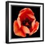 This Dordogne Tulip-Steve Gadomski-Framed Photographic Print