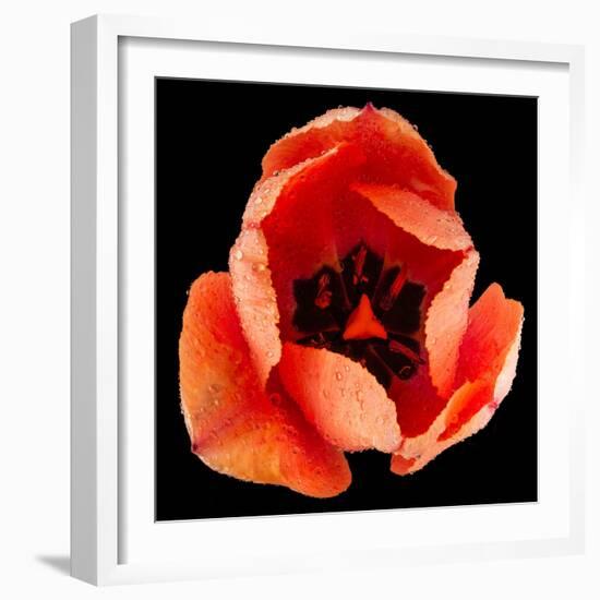 This Dordogne Tulip-Steve Gadomski-Framed Photographic Print