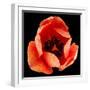 This Dordogne Tulip-Steve Gadomski-Framed Photographic Print