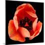 This Dordogne Tulip-Steve Gadomski-Mounted Photographic Print